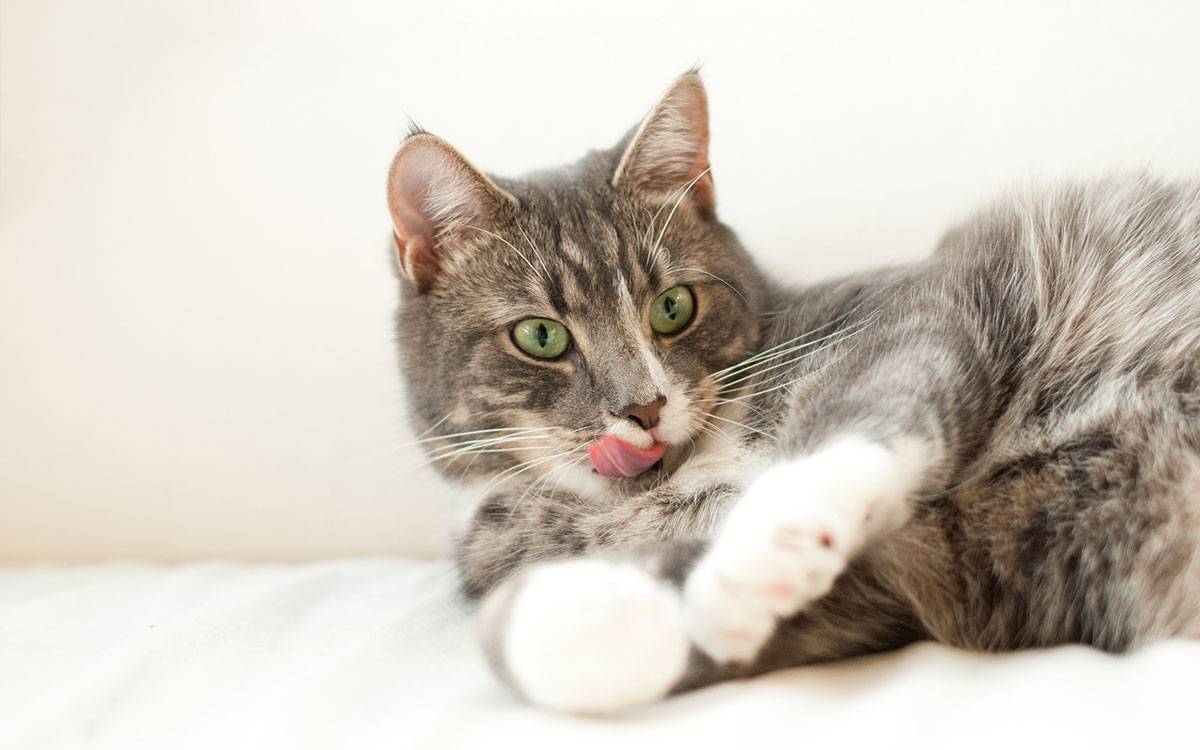 Conseils Conseils Chats Comportement Mon Chat Me Leche 6 Explications Conseils Conseils Chats Comportement Mon Chat Me Leche 6 Explications